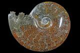 6.65" Polished Ammonite (Cleoniceras) Fossil - Madagascar - #166315-1